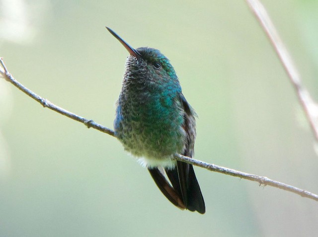 Blue-tailed Hummingbird female - Blue-tailed Hummingbird - 
