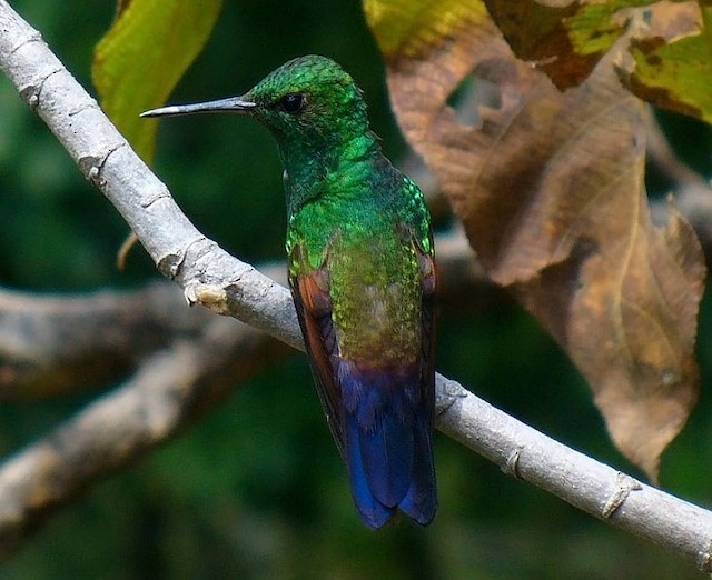  - Blue-tailed Hummingbird - 