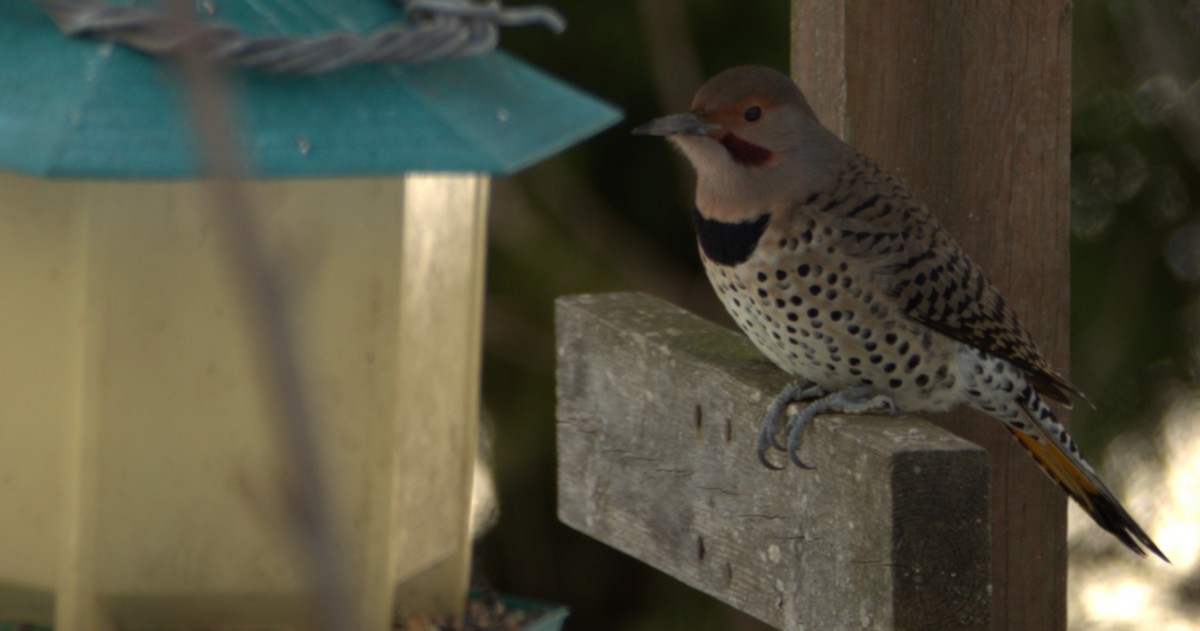 Northern Flicker (Red-shafted) - ML504150921