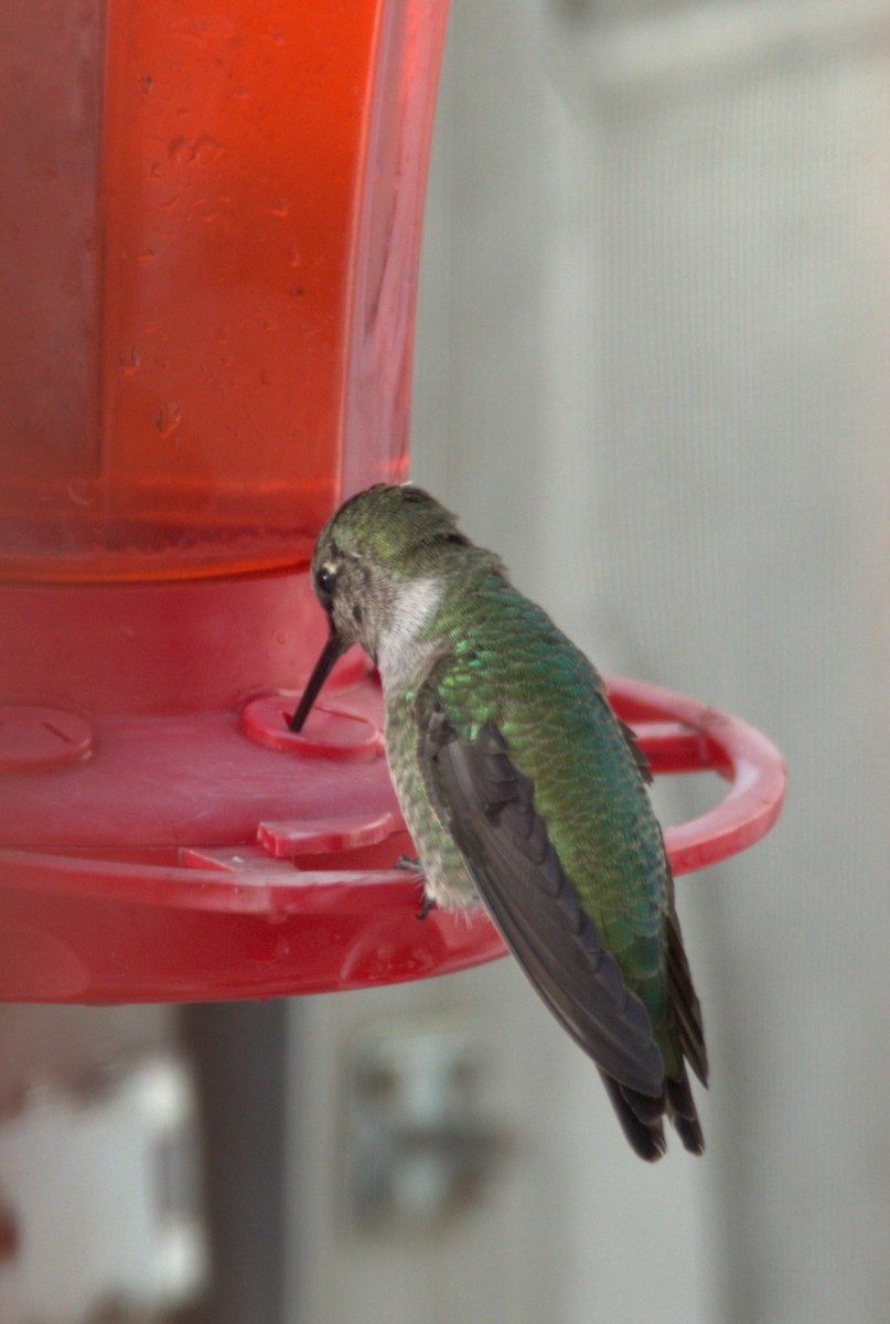 Anna's Hummingbird - ML504151151