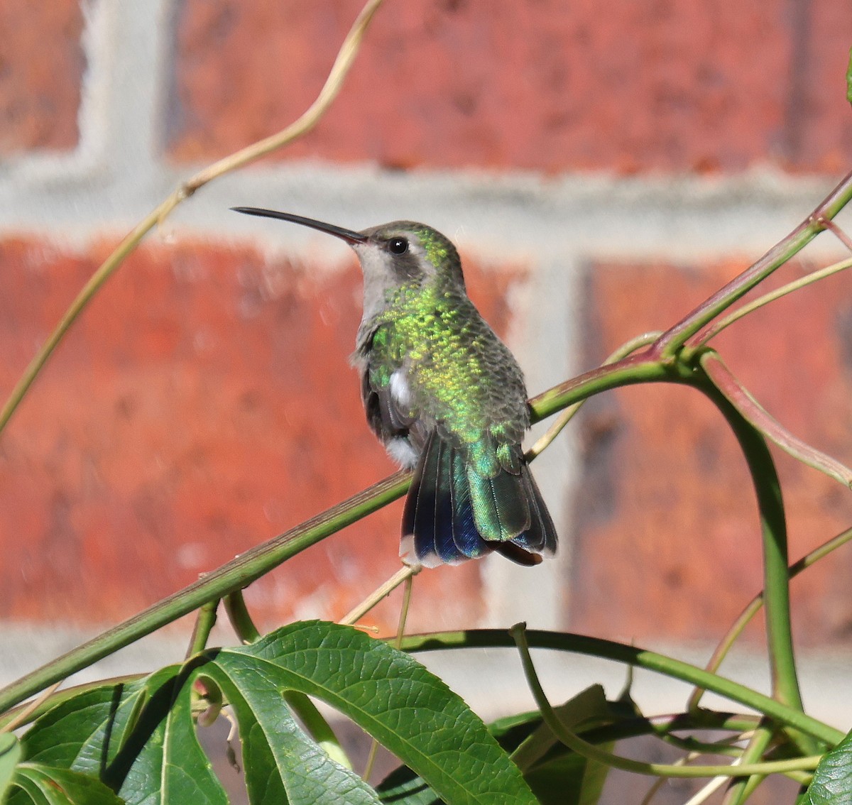 Broad-billed Hummingbird - ML504151751