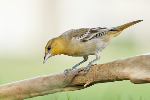 Baltimore Oriole - eBird