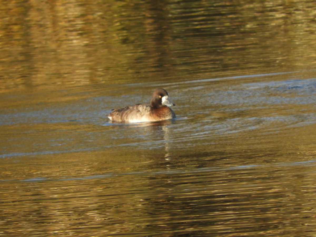 Greater Scaup - ML504153251