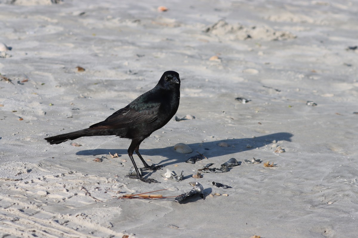 Boat-tailed Grackle - ML504155911