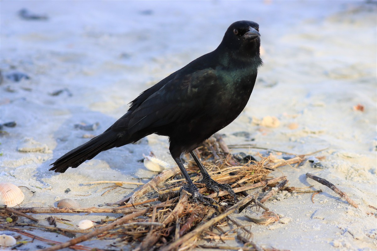 Boat-tailed Grackle - ML504156431