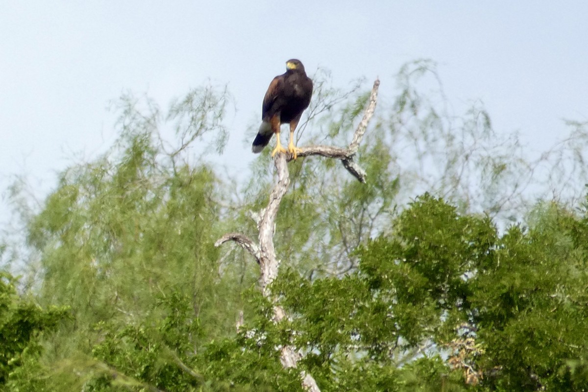 eBird Checklist - 9 Nov 2022 - Las Palomas WMA--Arroyo Colorado Unit ...