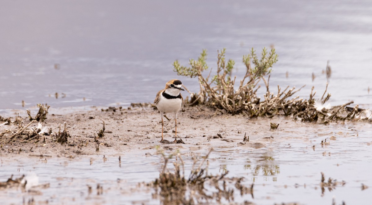 Collared Plover - ML504158731