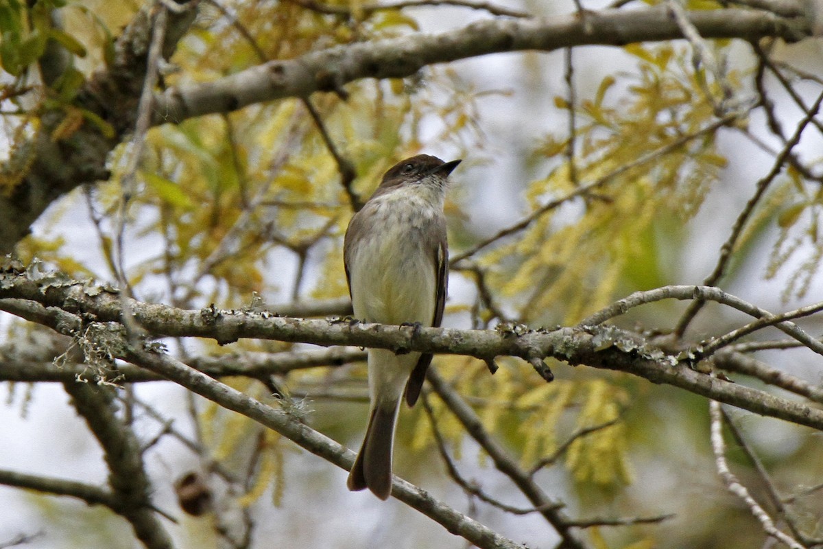 Eastern Phoebe - Connie Guillory