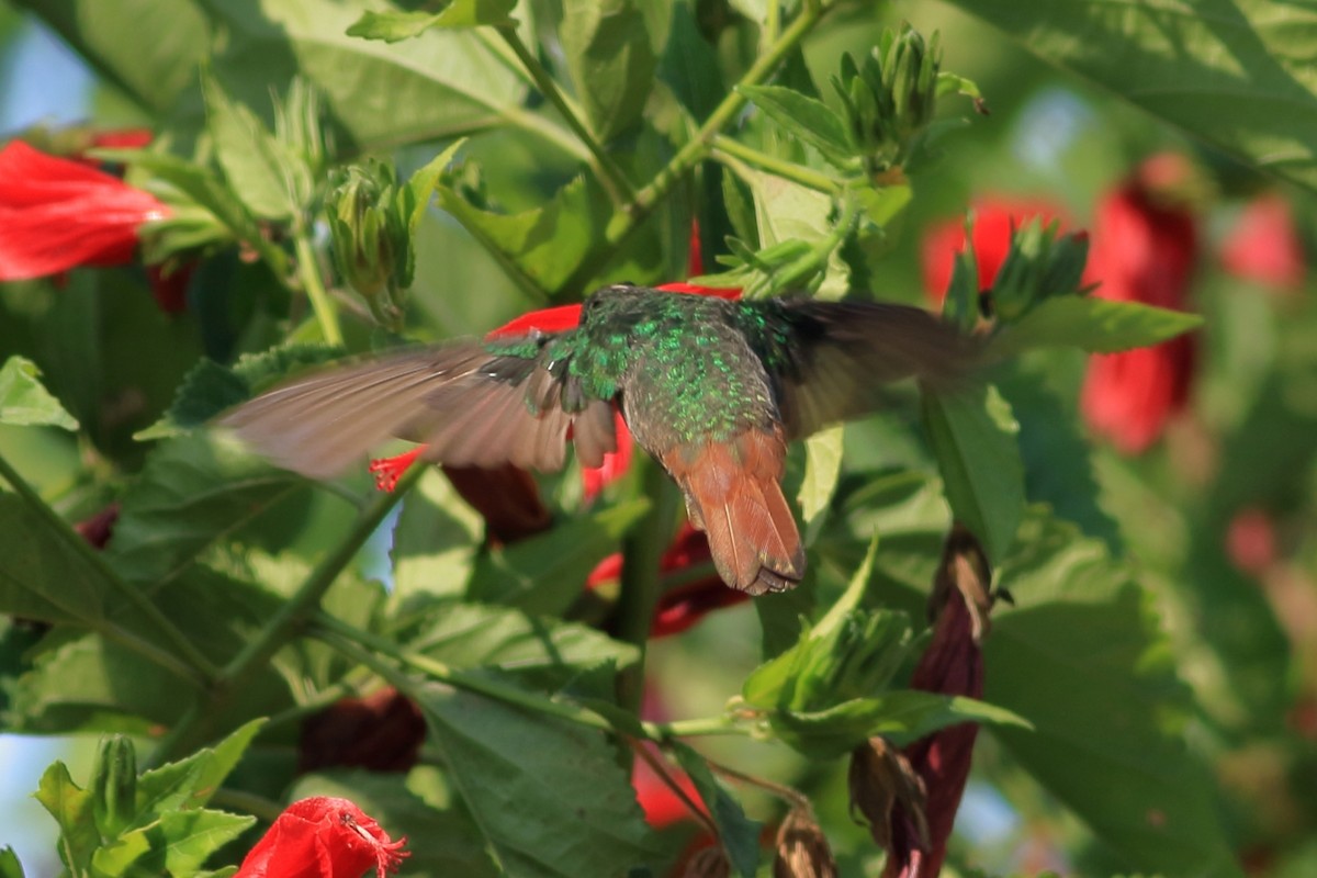 Rufous-tailed Hummingbird - Manfred Bienert