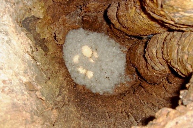 Brazilian Merganser nest with eggs - Brazilian Merganser - 