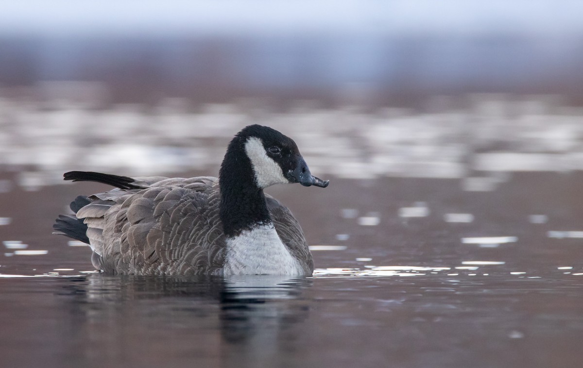 Cackling Goose - Rain Saulnier
