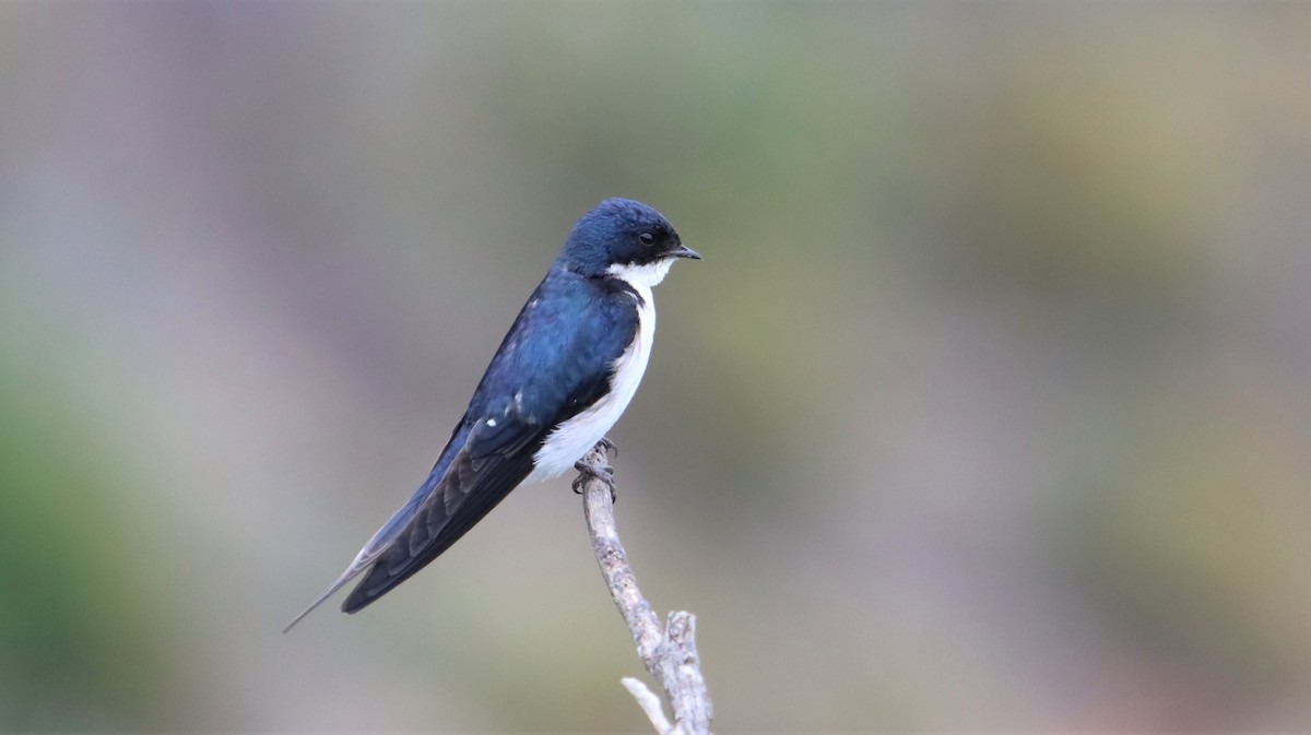 Pearl-breasted Swallow - ML504176251