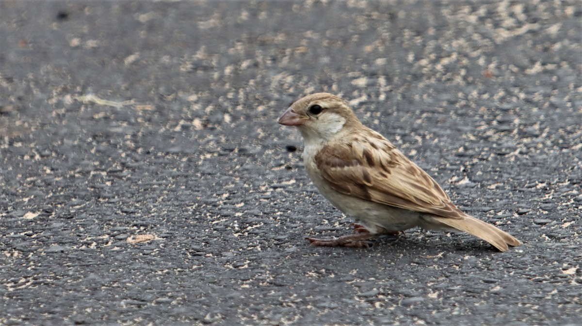 Cape Sparrow - ML504176361