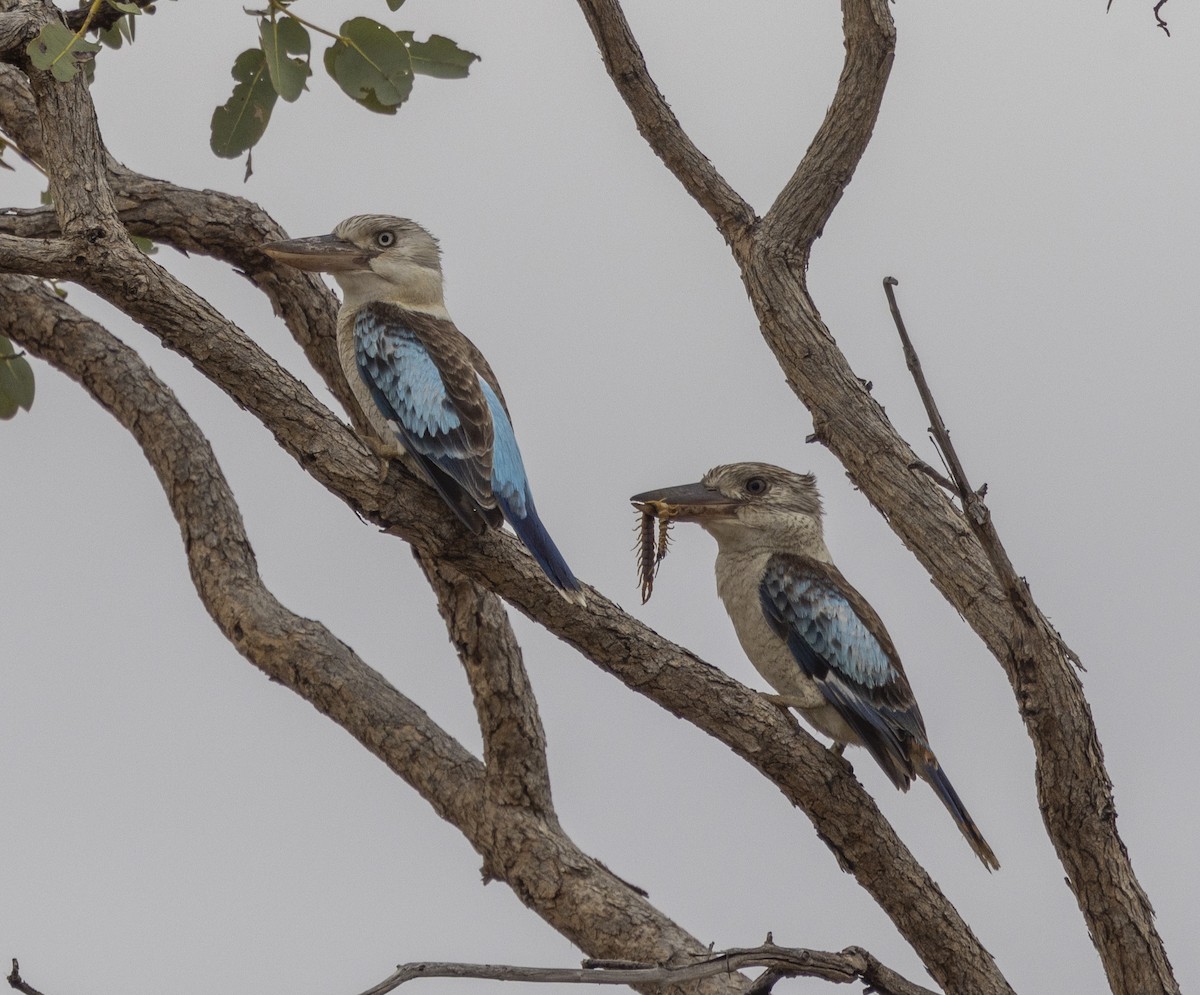 Blue-winged Kookaburra - Marie Lister