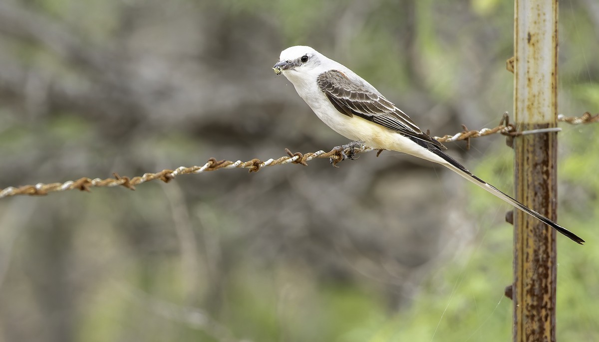 Scissor-tailed Flycatcher - Connor Cochrane