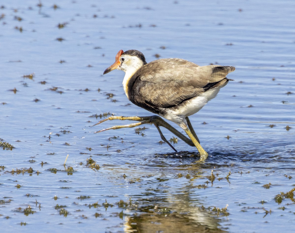 Comb-crested Jacana - Marie Lister