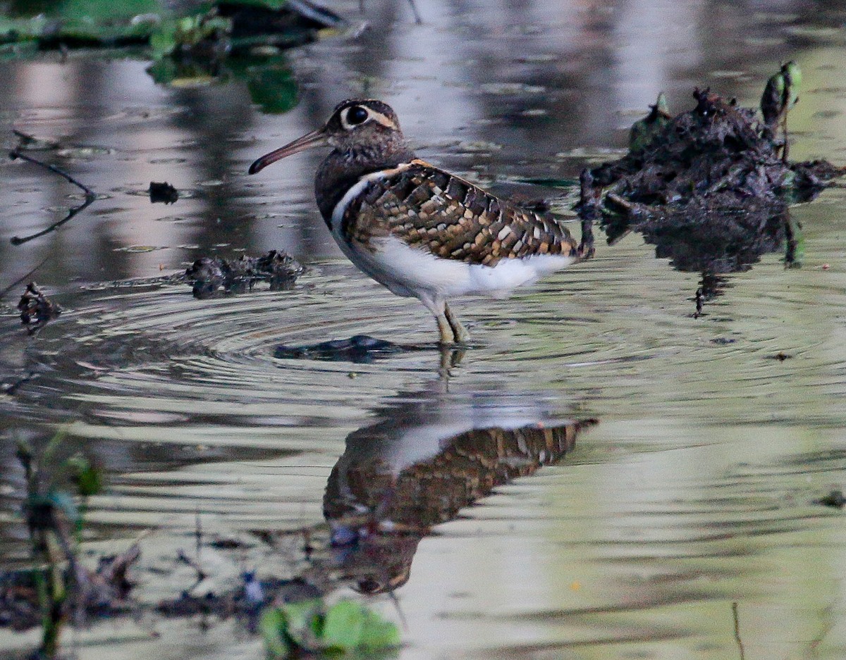 Greater Painted-Snipe - ML504185511
