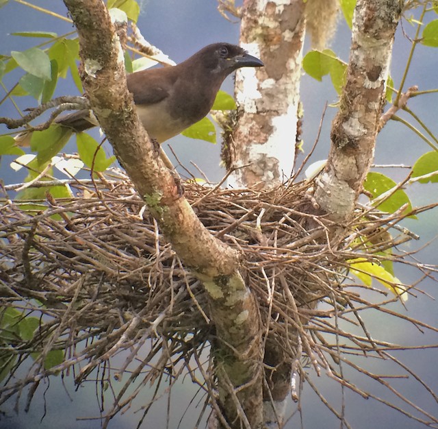 Brown Jay at nest - Brown Jay - 