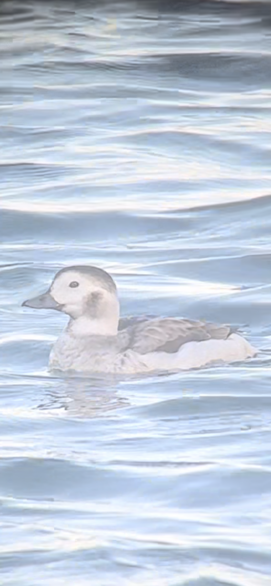 Long-tailed Duck - ML504187361
