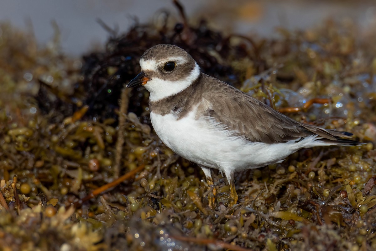 Semipalmated Plover - ML504192361
