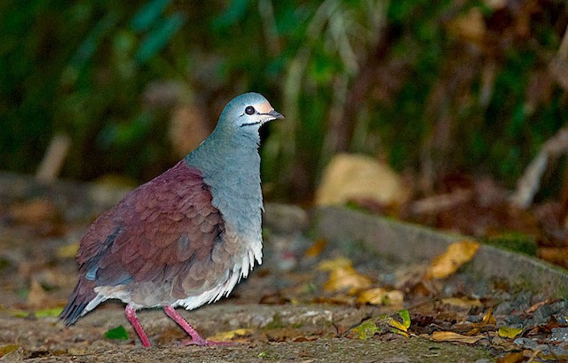  - Buff-fronted Quail-Dove - 
