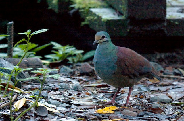  - Buff-fronted Quail-Dove - 