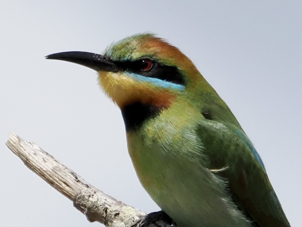 Rainbow Bee-eater - ML504201091