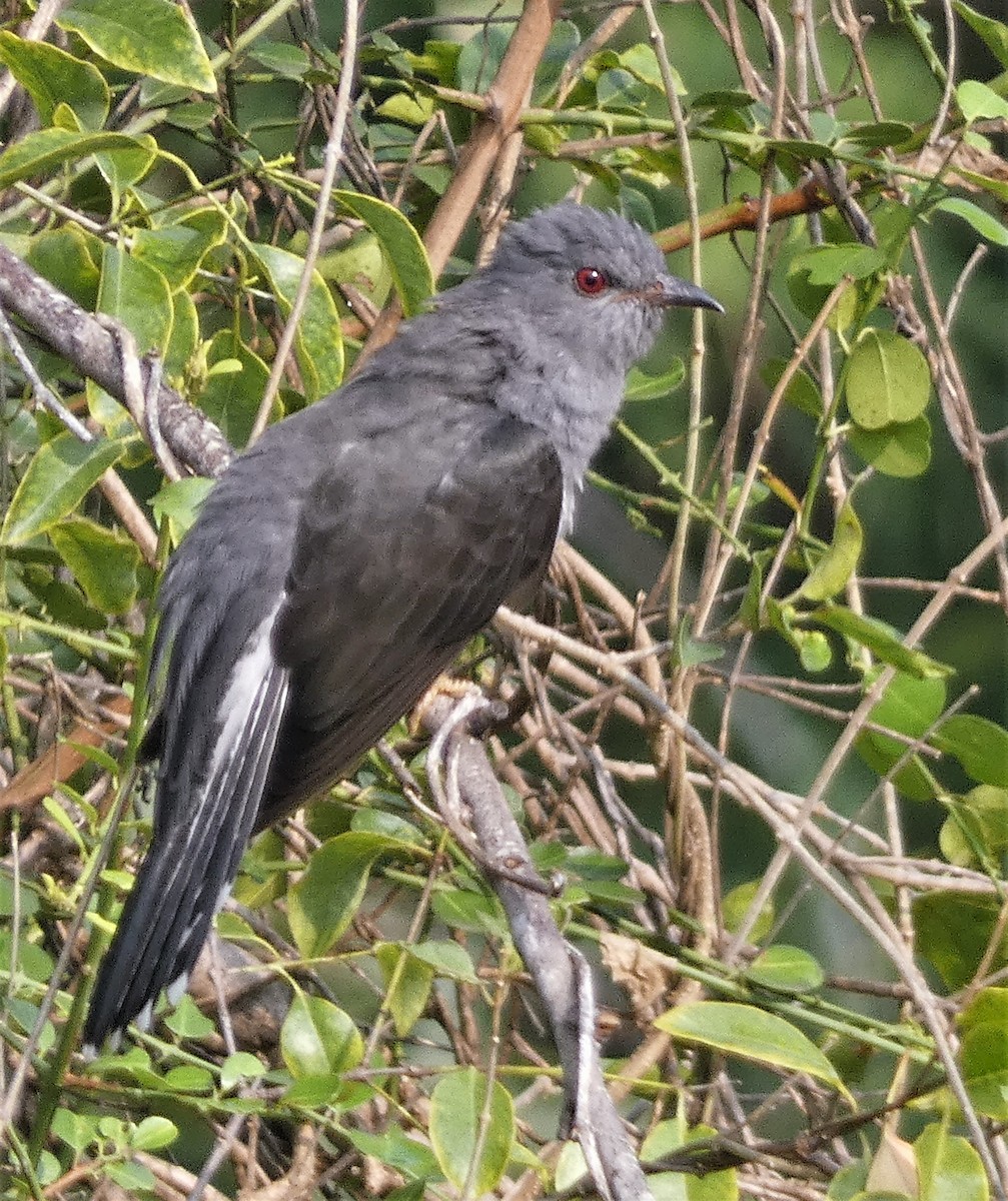 Gray-bellied Cuckoo - ML504208761