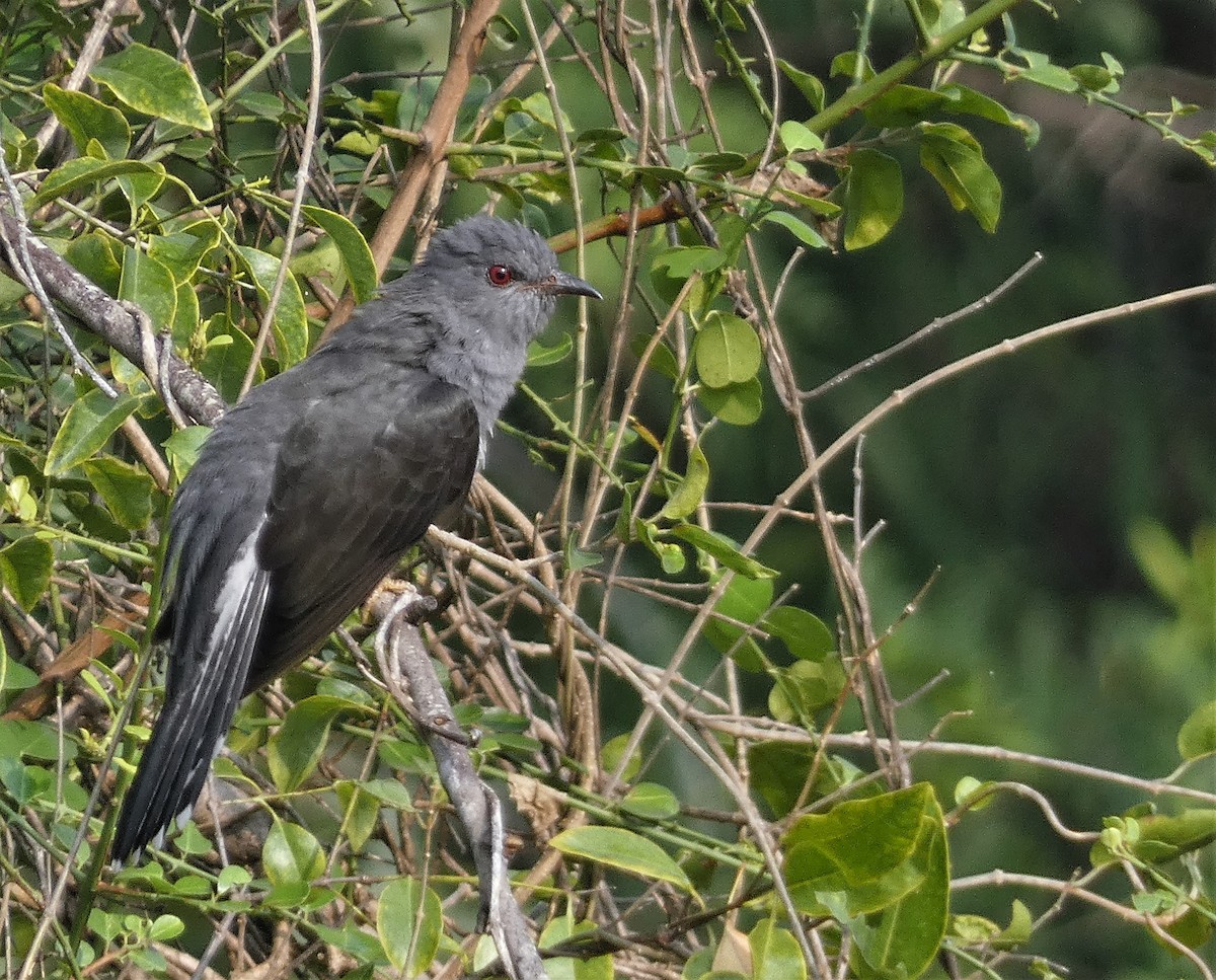 Gray-bellied Cuckoo - ML504208771