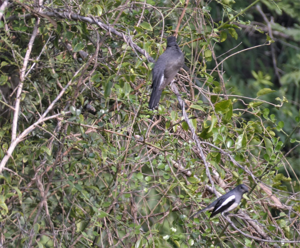 Gray-bellied Cuckoo - ML504208781