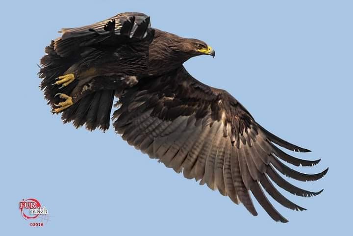 Greater Spotted Eagle - ML504209121