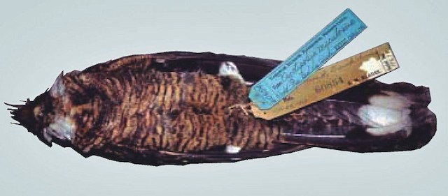 Holotype of Cayenne Nightjar. Adult male, collected by Samuel Milton Klages. - Cayenne Nightjar - 
