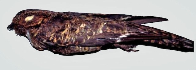 Holotype of Cayenne Nightjar. Adult male, collected by Samuel Milton Klages. - Cayenne Nightjar - 