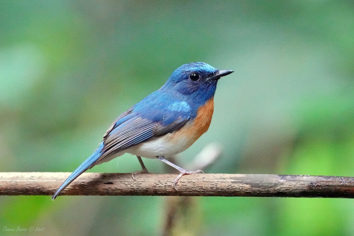 Blue-throated Flycatcher - Thomas Burns