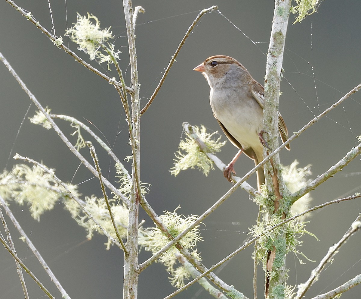 White-crowned Sparrow - Steven & Darcy Shaddix