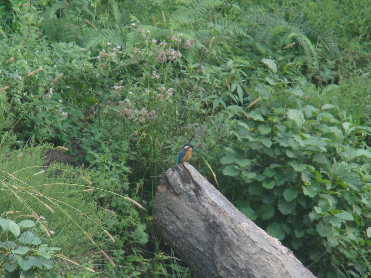 Common Kingfisher - ML504219581