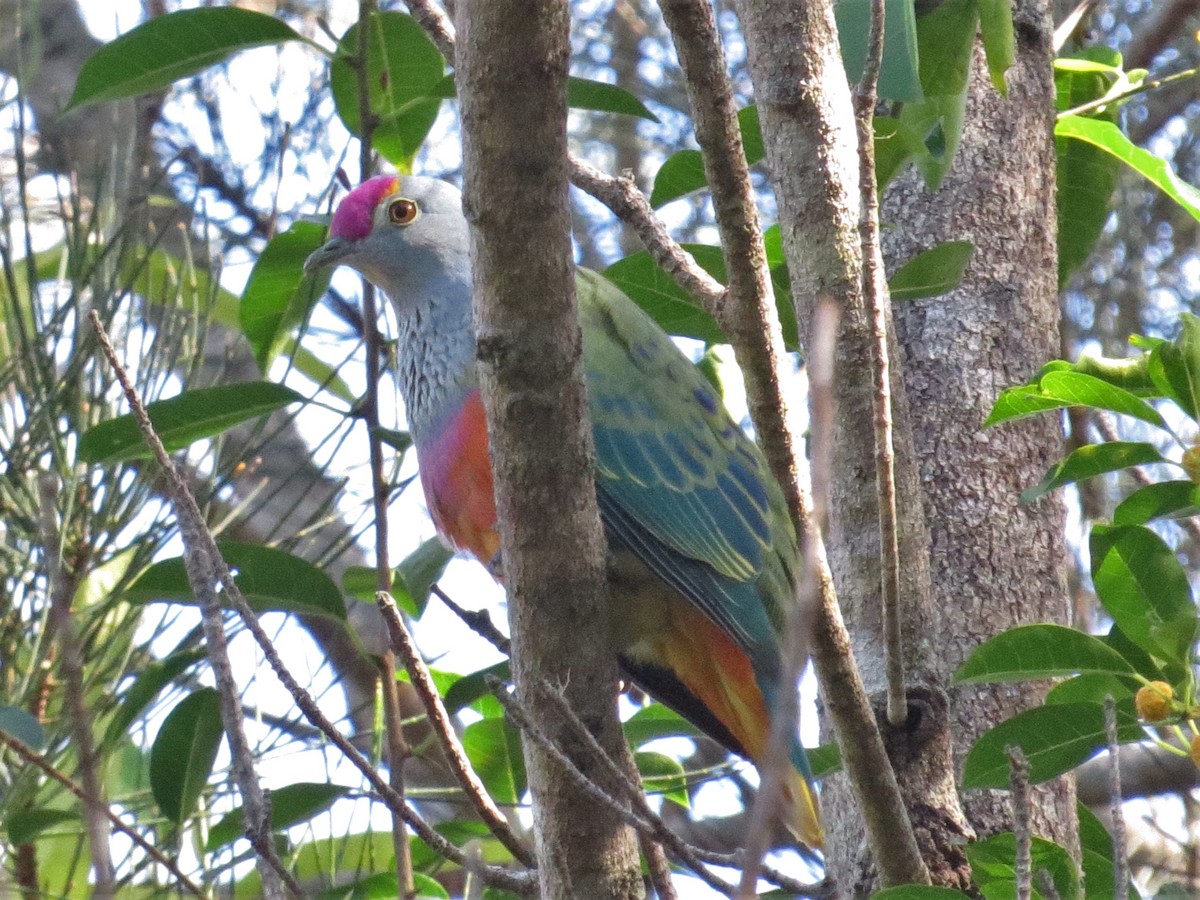 Rose-crowned Fruit-Dove - ML504223641