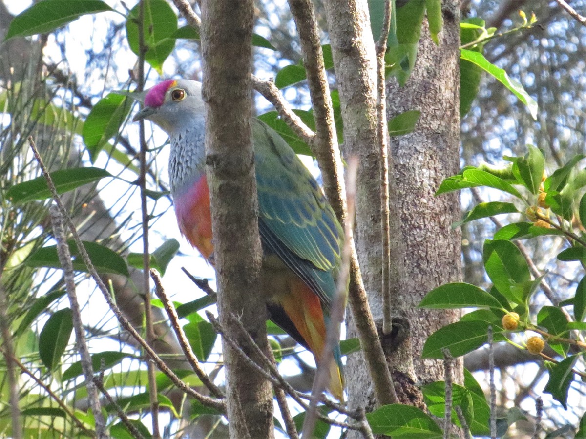 Rose-crowned Fruit-Dove - ML504223651