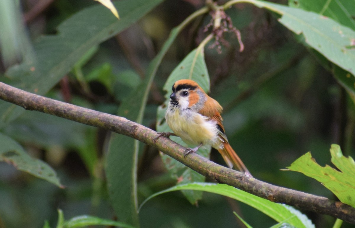 Black-throated Parrotbill - Biswanath Mondal