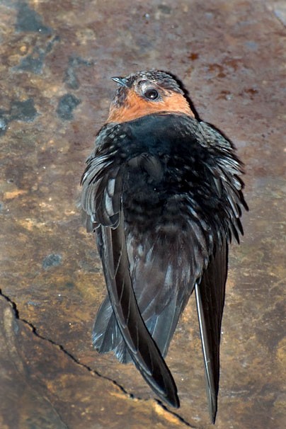 Chestnut-collared Swift (subspecies brunnitorques) - Chestnut-collared Swift - 