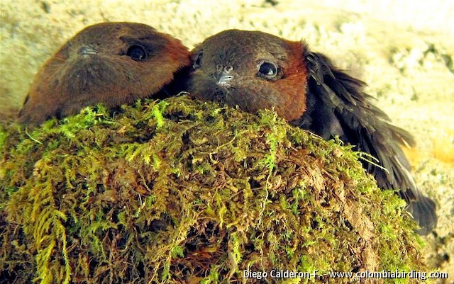 Chestnut-collared Swifts on nest - Chestnut-collared Swift - 