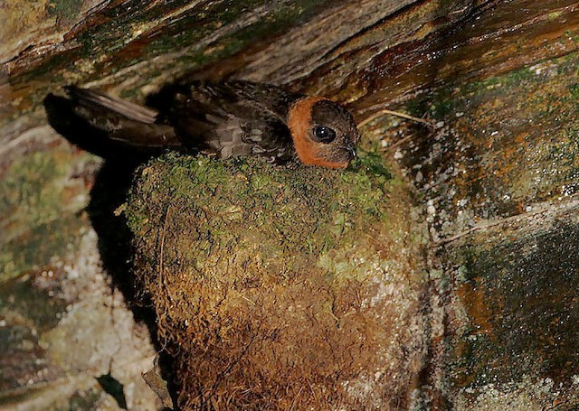 Chestnut-collared Swift on nest - Chestnut-collared Swift - 