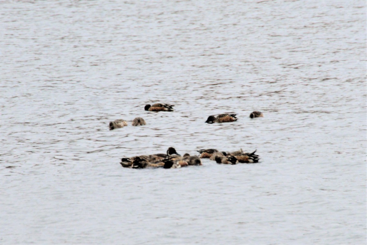 ebird-checklist-15-nov-2022-swan-lake-fish-house-swan-lake-state