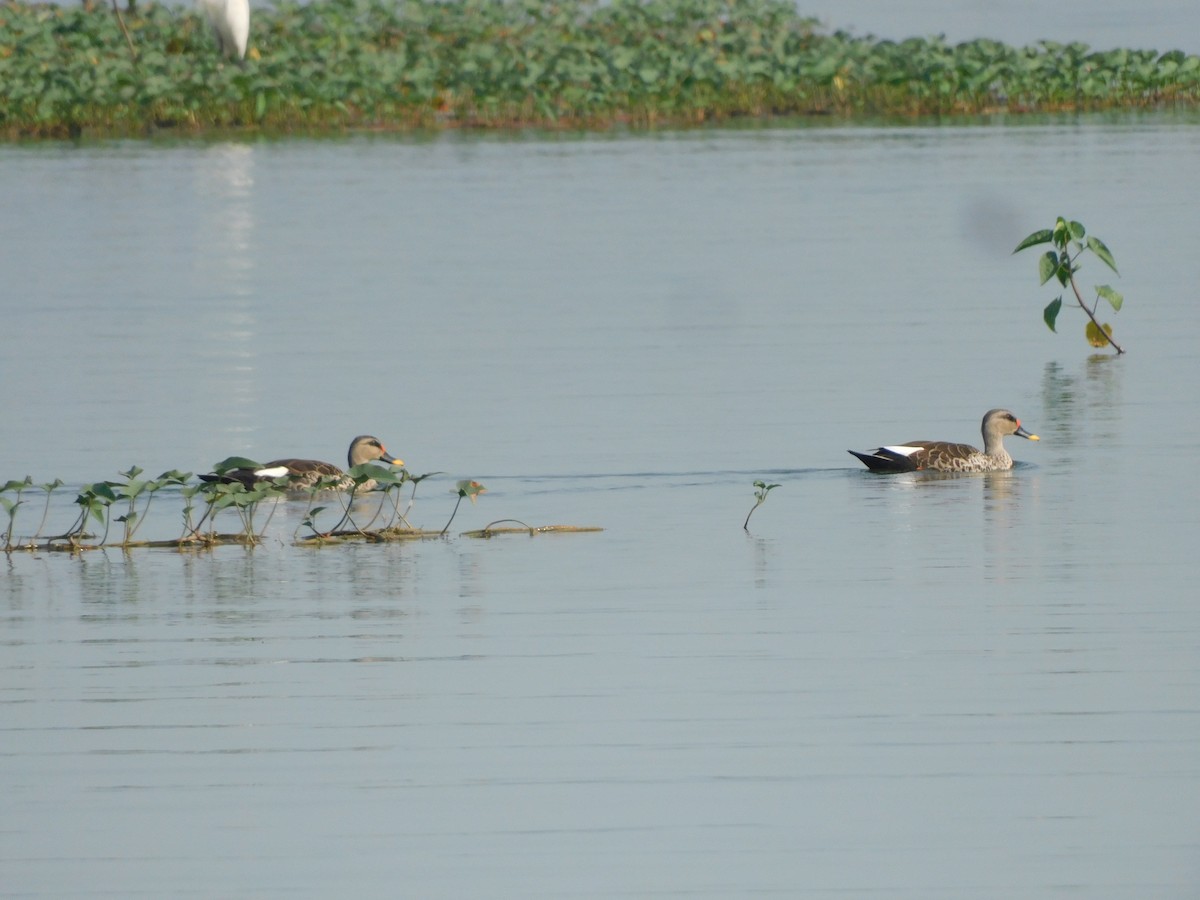 Indian Spot-billed Duck - Shilpa Gadgil