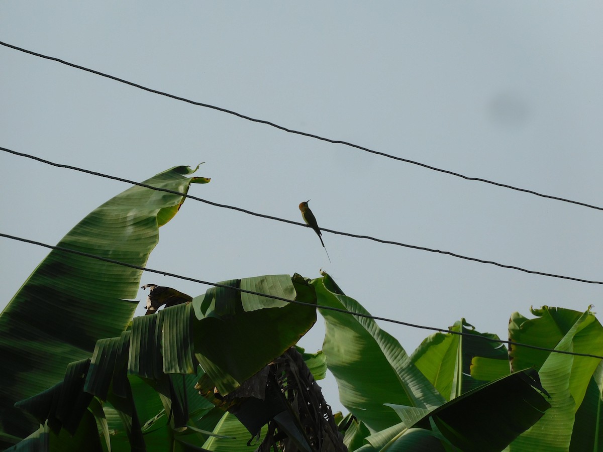 Asian Green Bee-eater - ML504236131