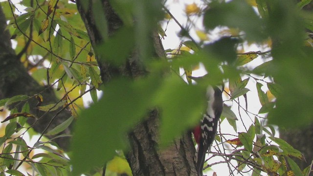 Great Spotted Woodpecker (Great Spotted) - ML504236891