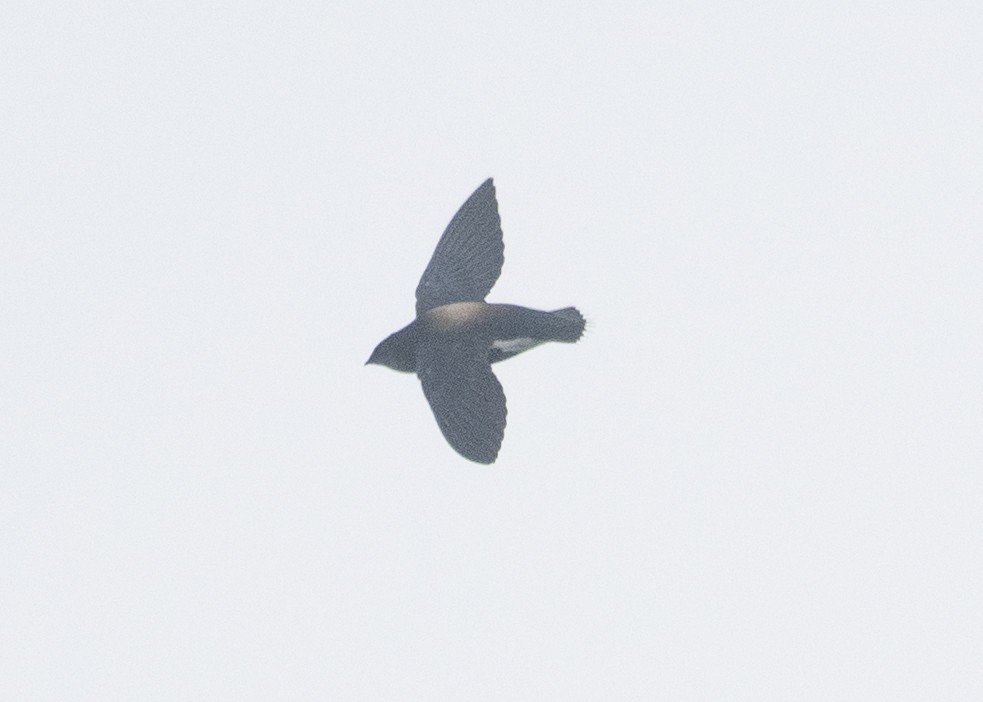 Silver-backed Needletail - ML504236951