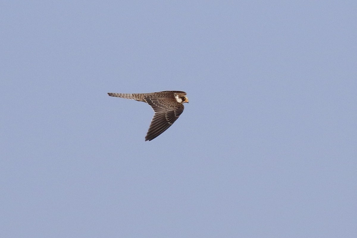 Red-footed Falcon - ML504239631