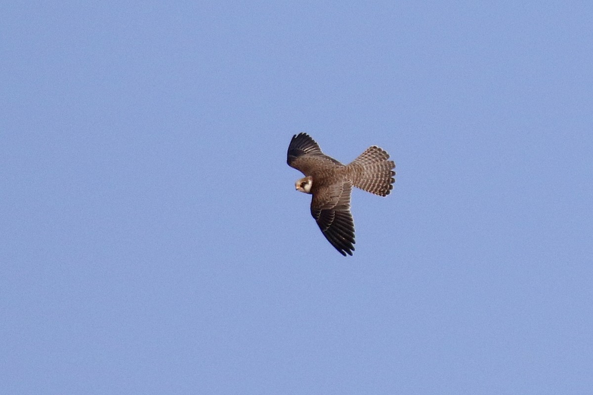 Red-footed Falcon - ML504239641