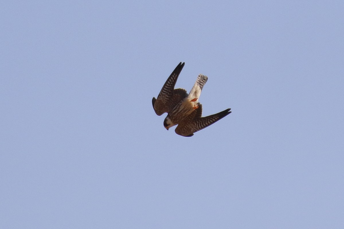 Red-footed Falcon - ML504239651
